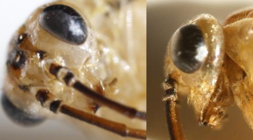 Réf. 297 490 : Euura scutellata